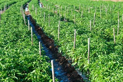 park of green peppers