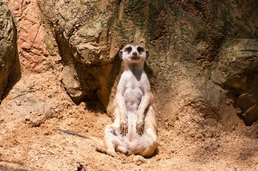 Meercat sitting will watch and looking