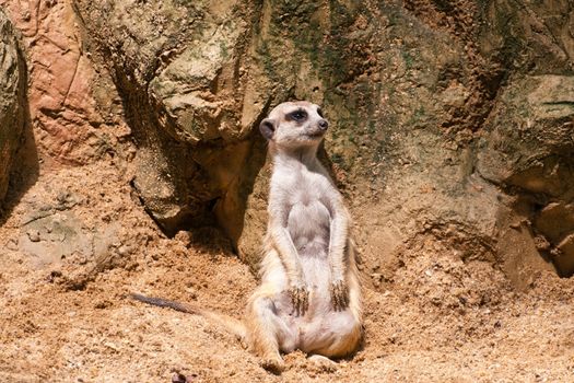 Meercat sitting will watch and looking