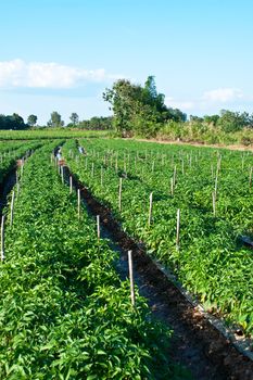 park of green peppers