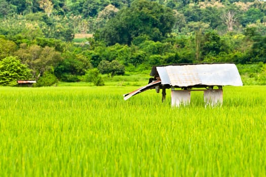 Green rice fields and mountains in Northern Highlands of Thailand South East Asia