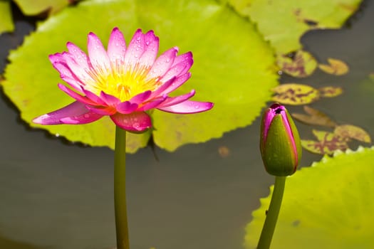 lotus flower of Thailand