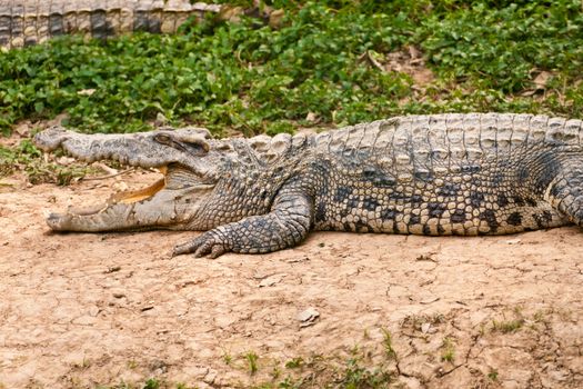 A fresh water crocodile on land