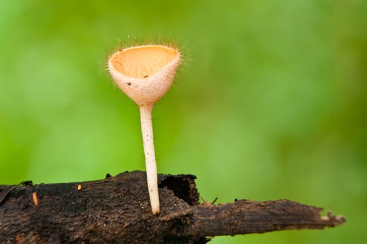 Orange burn cup mushroom or champagne mushroom, in Thailand