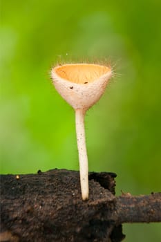 Orange burn cup mushroom or champagne mushroom, in Thailand