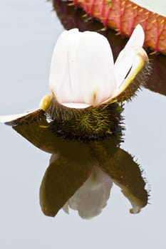 lotus flower of Thailand