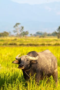 Mammal animal, Thai buffalo in grass field