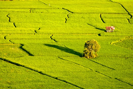 Green rice fields and mountains in Northern Highlands of Thailand South East Asia