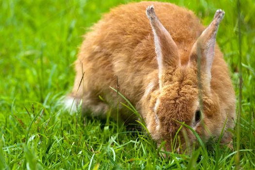 rabbit on grass