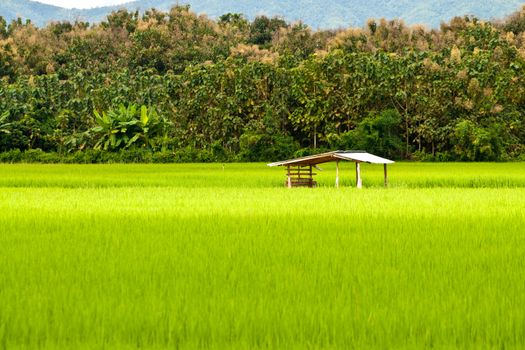 Green rice fields and mountains in Northern Highlands of Thailand South East Asia