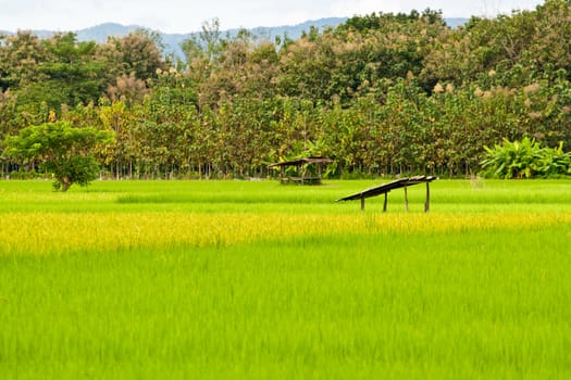 Green rice fields and mountains in Northern Highlands of Thailand South East Asia