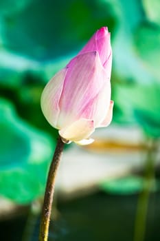 lotus flower of Thailand