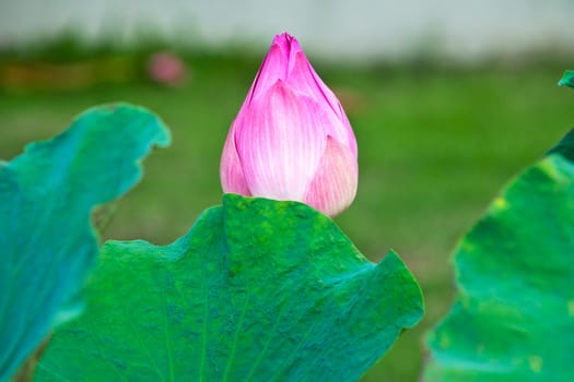 lotus flower of Thailand