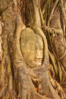 Some part of Buddha Statue in Root of Tree in Wat Phra Si Rattana Mahathat Temple, Ayutthaya Thailand