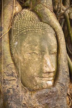 Some part of Buddha Statue in Root of Tree in Wat Phra Si Rattana Mahathat Temple, Ayutthaya Thailand