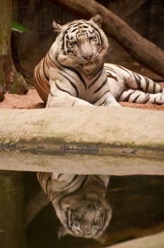 White Tiger