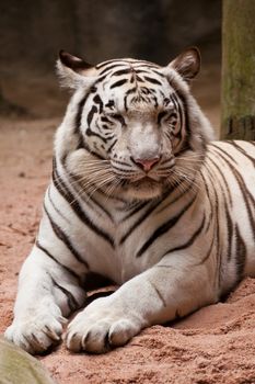 White Tiger