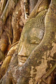 Some part of Buddha Statue in Root of Tree in Wat Phra Si Rattana Mahathat Temple, Ayutthaya Thailand