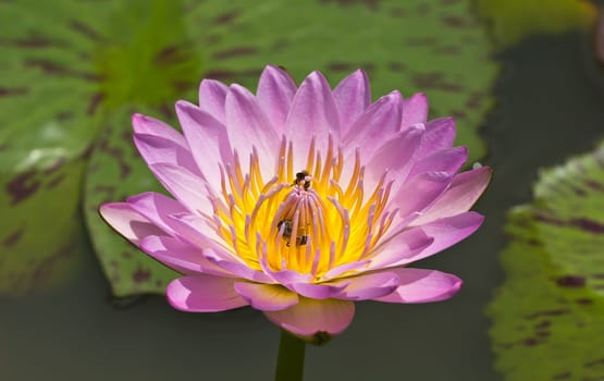 lotus flower of Thailand