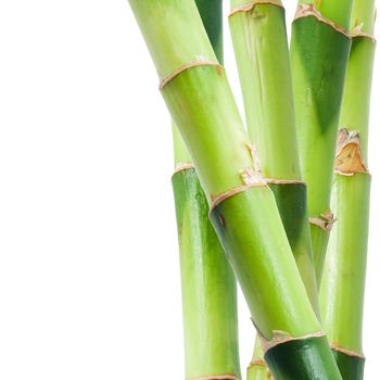 Green bamboo isolated on white