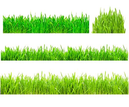 Two types of green grass on a white isolated background