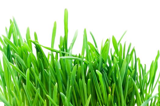 Fresh green grass isolated on white background