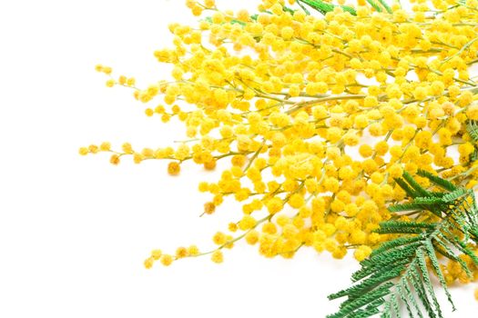 Mimosa isolated on white background