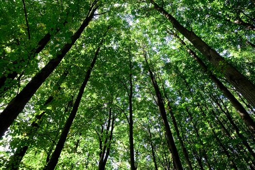 Green forest with high trees