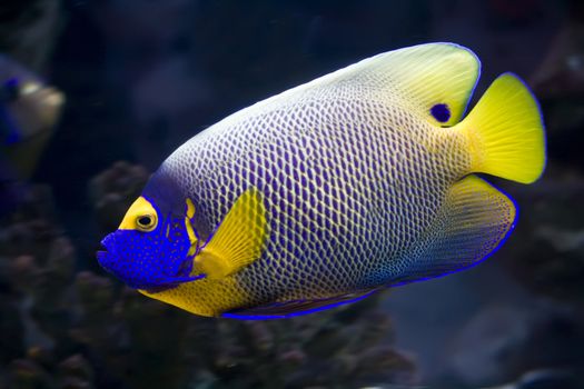 Beautiful exotic tropical fish angelfish