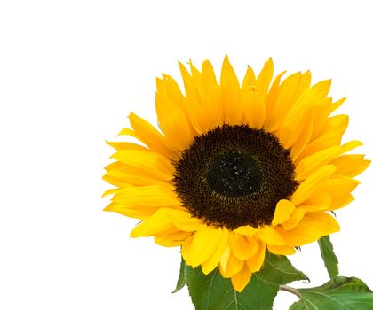 Sunflower isolated on white background