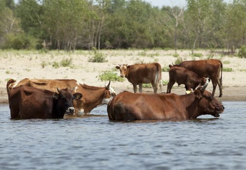 Cows drinking and swimming at a riverbank