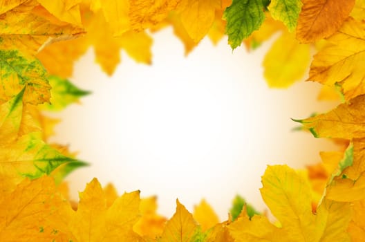 Autumn Maple Leafs
