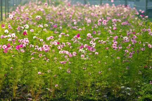 Beautiful Flowers in the garden