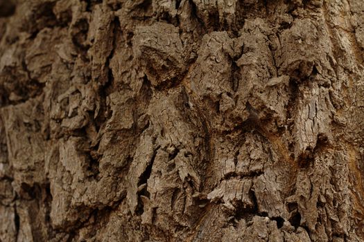 Detail of the trunk of a tree: the bark.