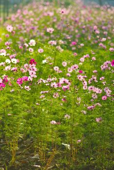 Beautiful Flowers in the garden