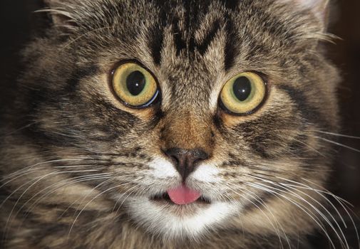 Close-up of cat's face with stuck out tongue