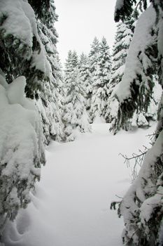 Fir trees with lots of snow, vertical shot