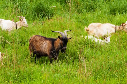 Goats in high grass