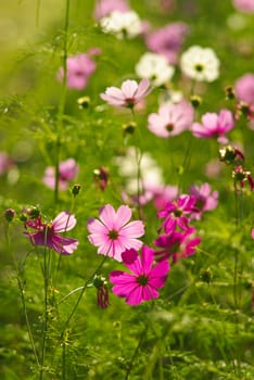 Beautiful Flowers in the garden