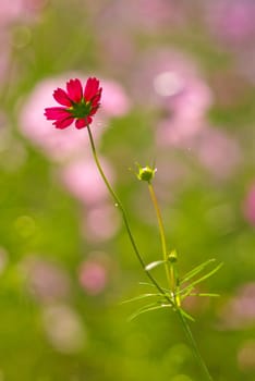 Pink flower in the garden