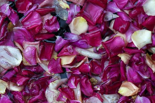 Rose petals in water, top view