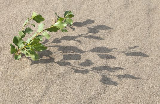 Plant growing in the sand adapted to the hot climate