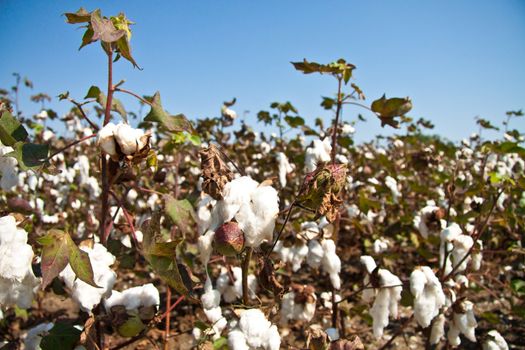 Close up of cotton plants in a plantation.