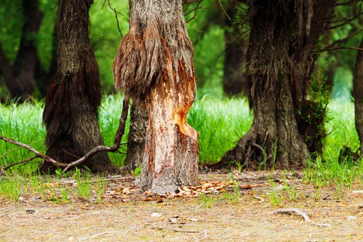 Tree gnawed by beavers