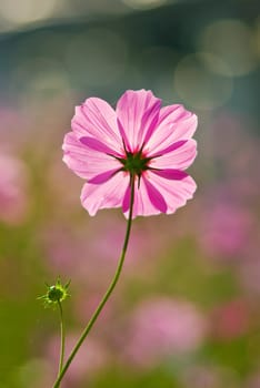 Pink Flora in the garden