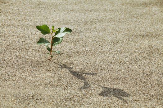 Plant growing in the sand adapted to the hot climate