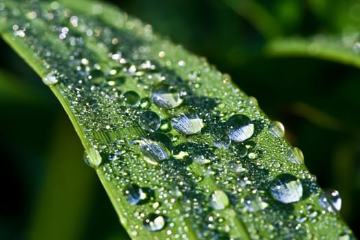 Close up view of the dew water drops on a plant