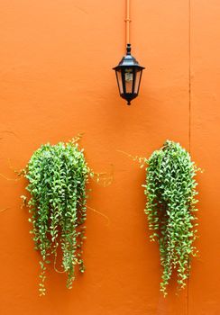 old lamp with green plants on orange wall