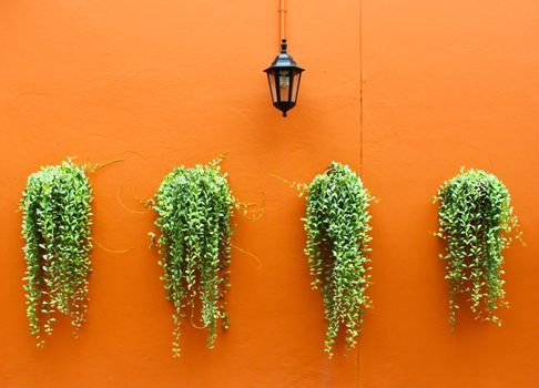 old lamp with green plants on orange wall