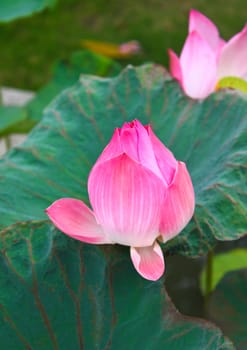 Pink lotus flower